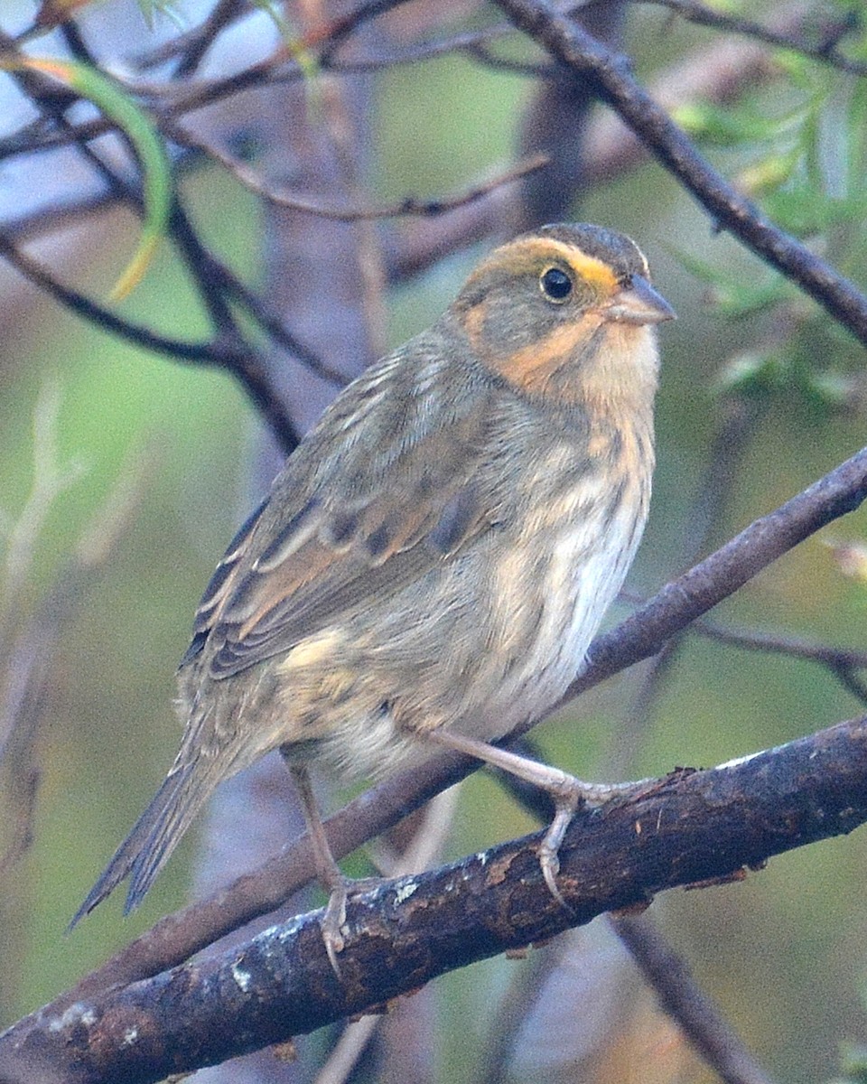 Nelson's Sparrow - John Wyatt