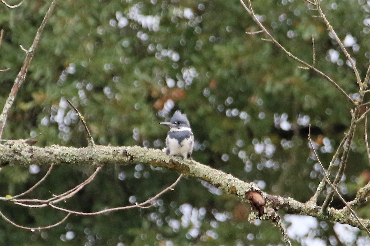 Belted Kingfisher - ML71480601