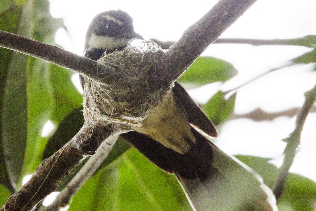 Philippine Pied-Fantail - Anonymous