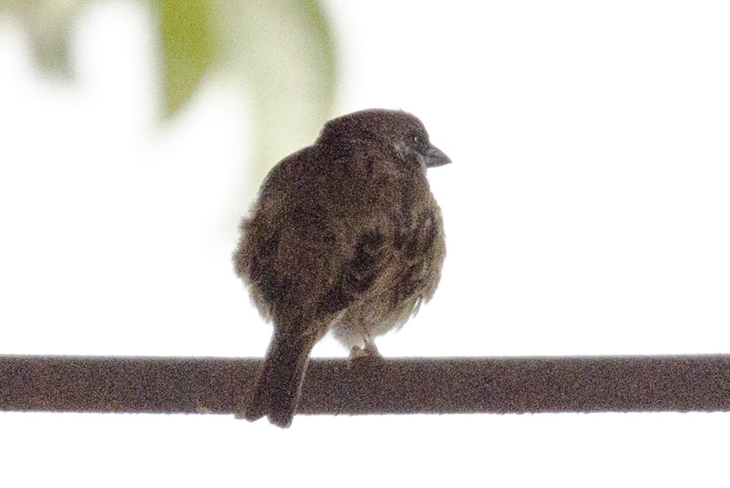 Eurasian Tree Sparrow - ML71481571