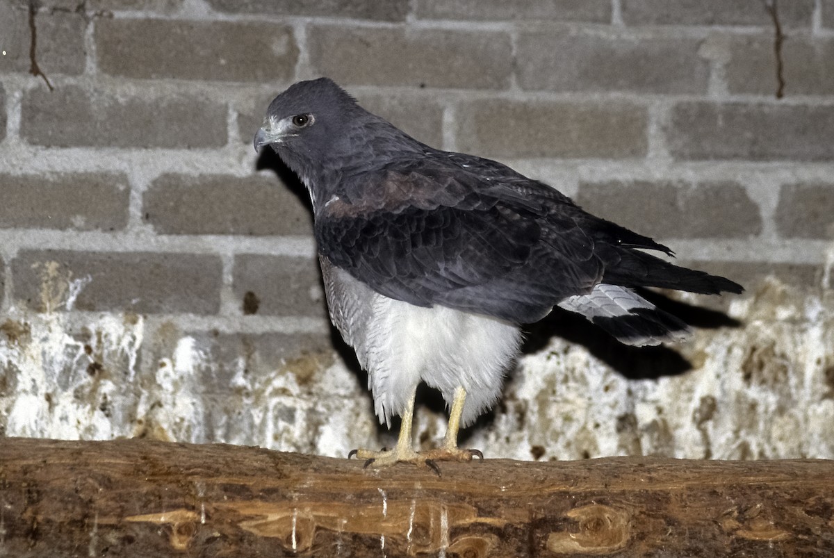 White-tailed Hawk - Josep del Hoyo