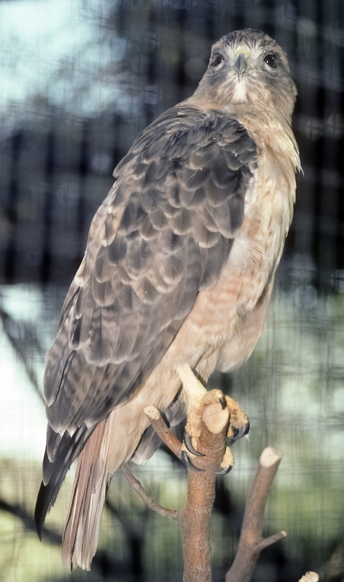 Red-tailed Hawk (fuertesi) - Josep del Hoyo