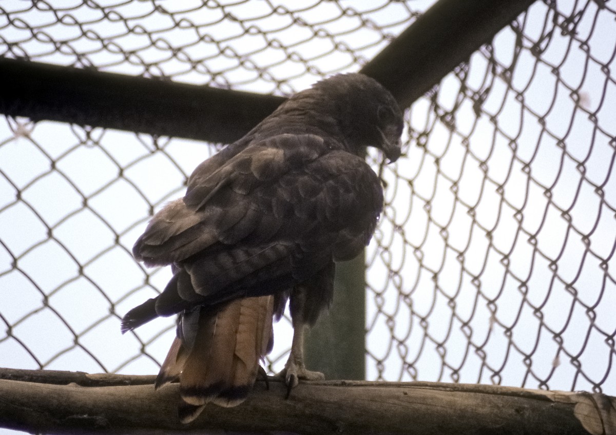 Red-tailed Hawk (kemsiesi/hadropus) - Josep del Hoyo
