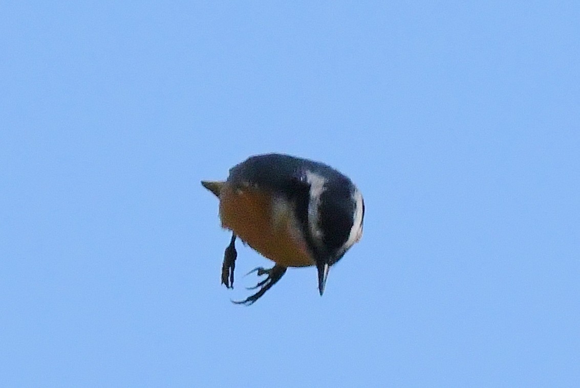 Red-breasted Nuthatch - ML71482891