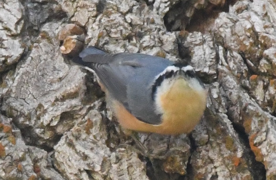 Red-breasted Nuthatch - ML71482901