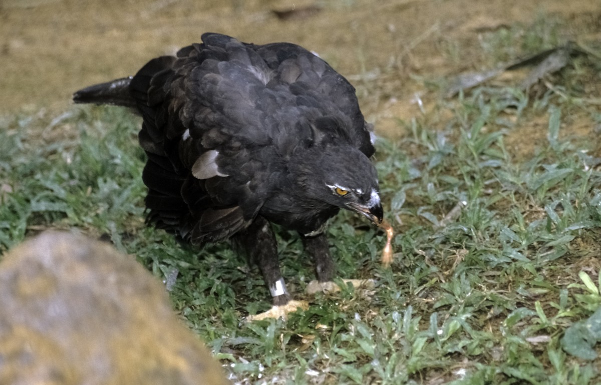 Black Eagle - Josep del Hoyo