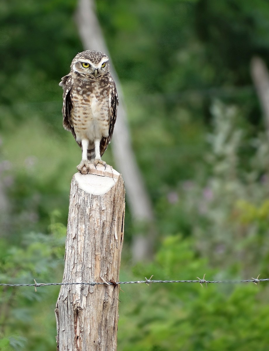 Burrowing Owl (grallaria) - Jens Thalund