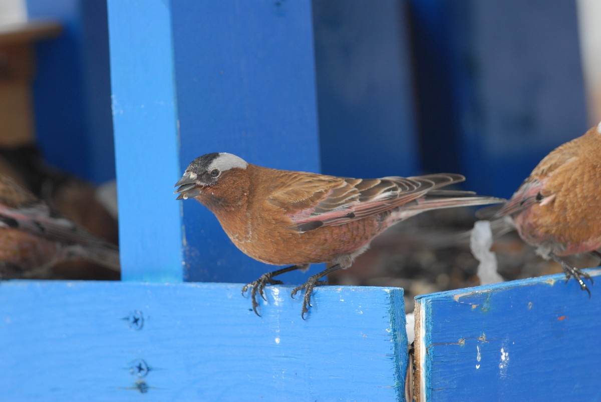 Gray-crowned Rosy-Finch (Gray-crowned) - ML71484691