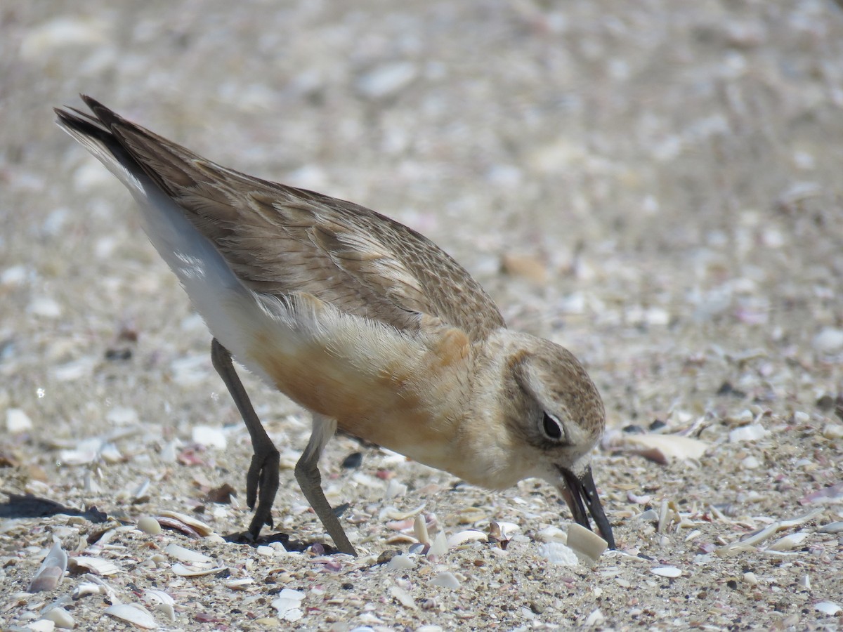 Red-breasted Dotterel (Northern) - Nick Smith