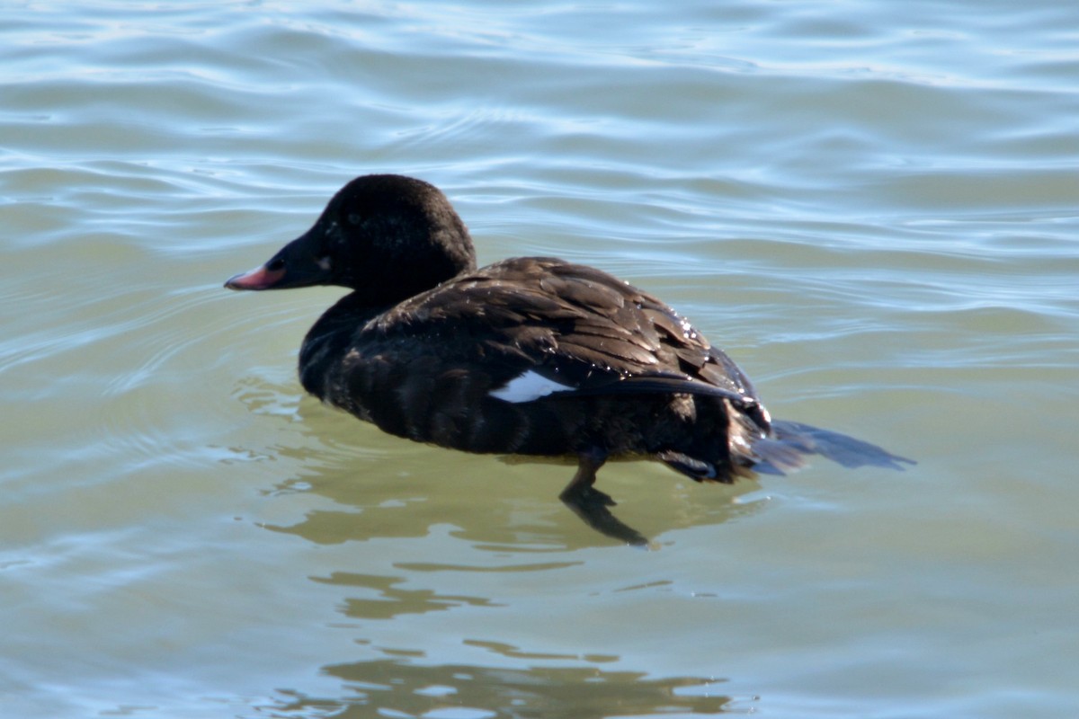 White-winged Scoter - Keith Gregoire