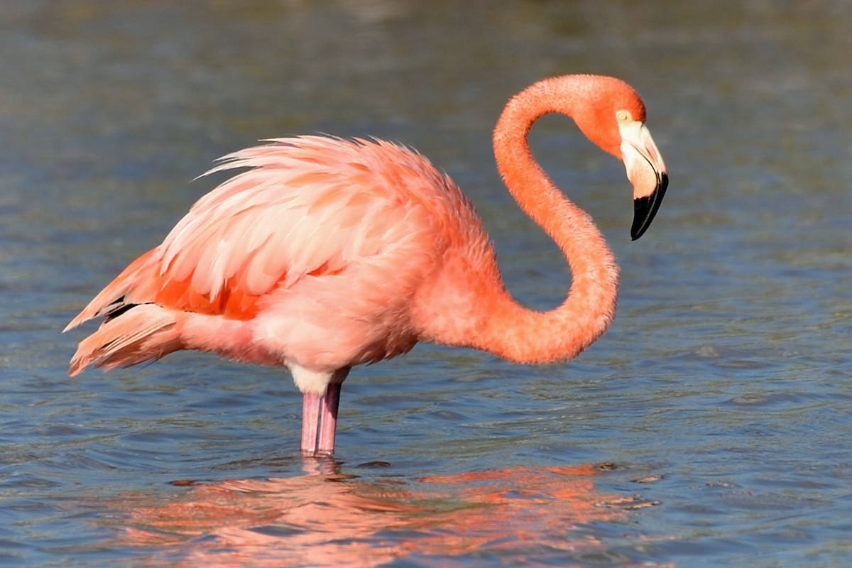 American Flamingo - ML71486881