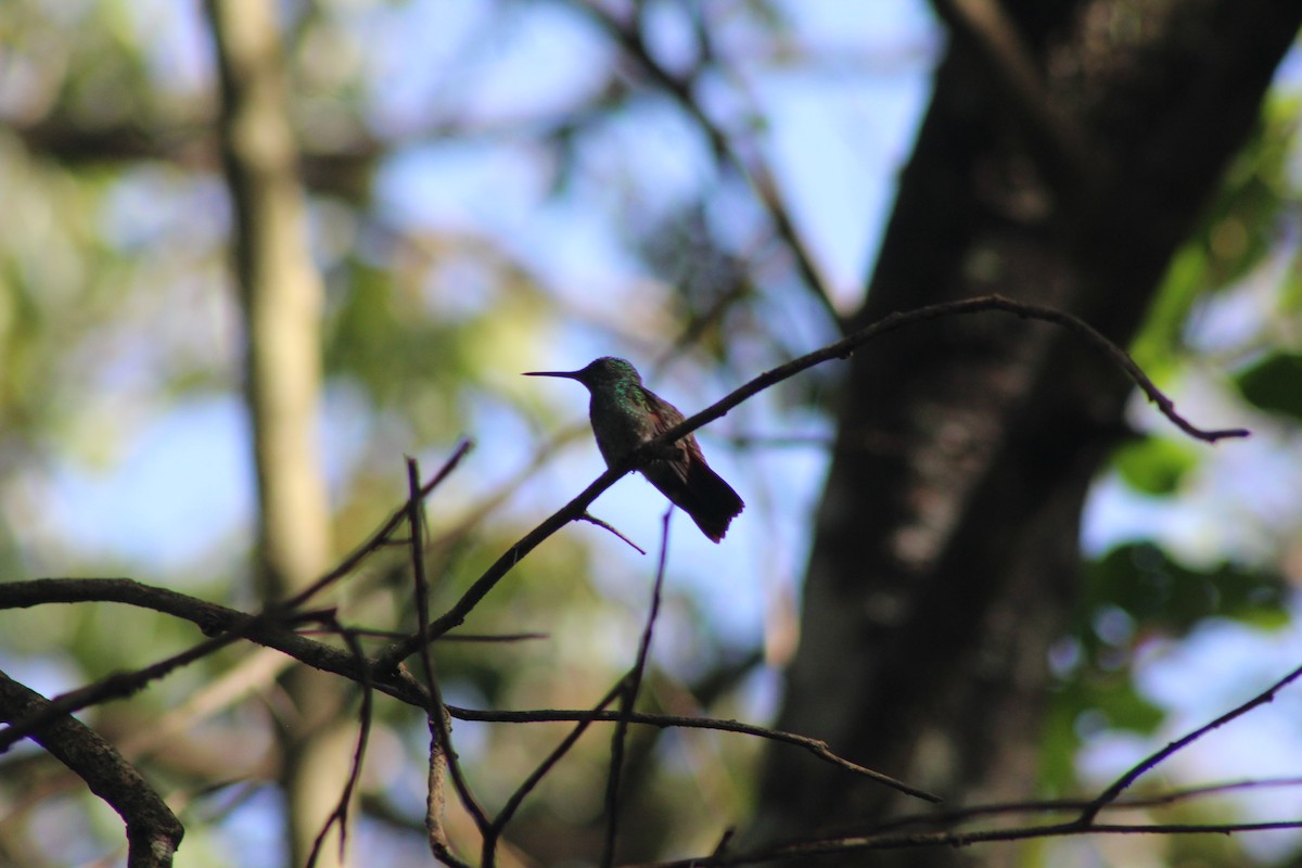 Berylline Hummingbird - Roger Medina