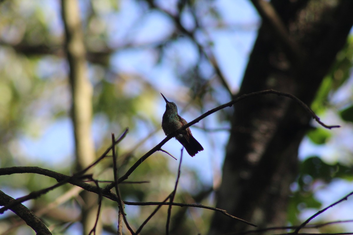 Berylline Hummingbird - ML71487311