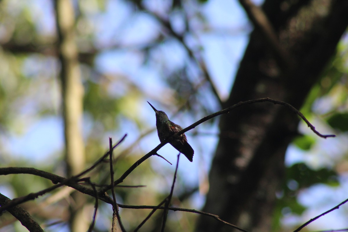 Berylline Hummingbird - Roger Medina