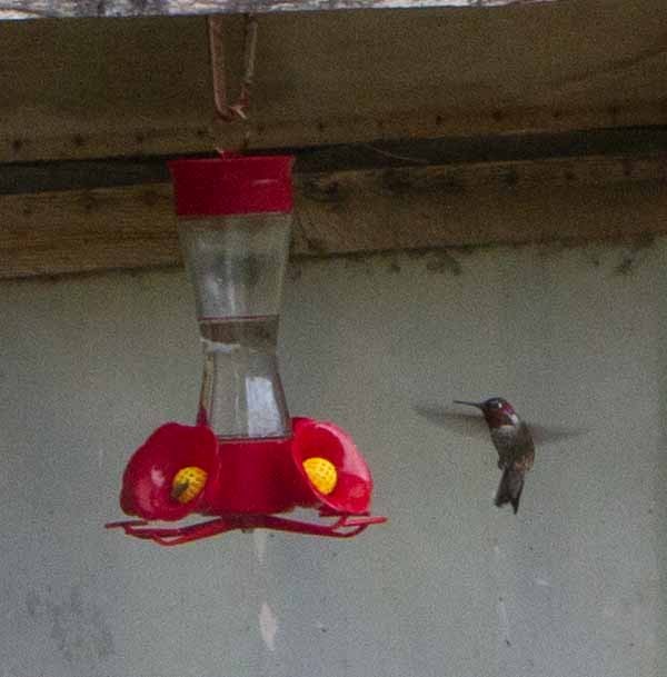 Anna's Hummingbird - ML71487771