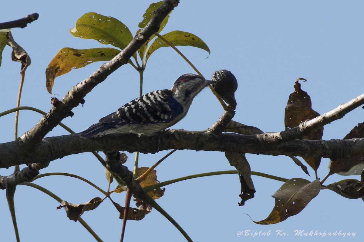 Gray-capped Pygmy Woodpecker - Biplab kumar Mukhopadhyay