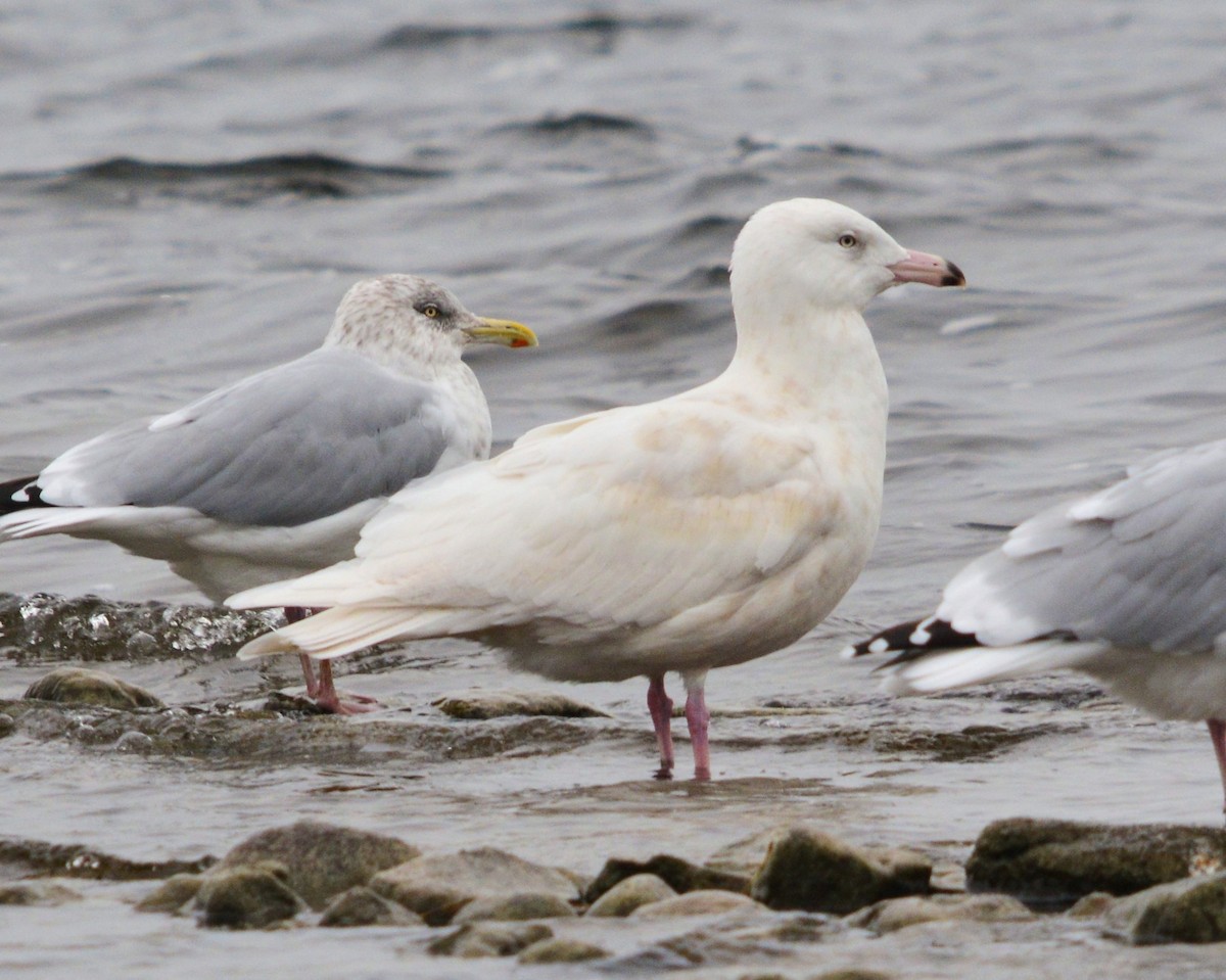 Glaucous Gull - Keith Gregoire