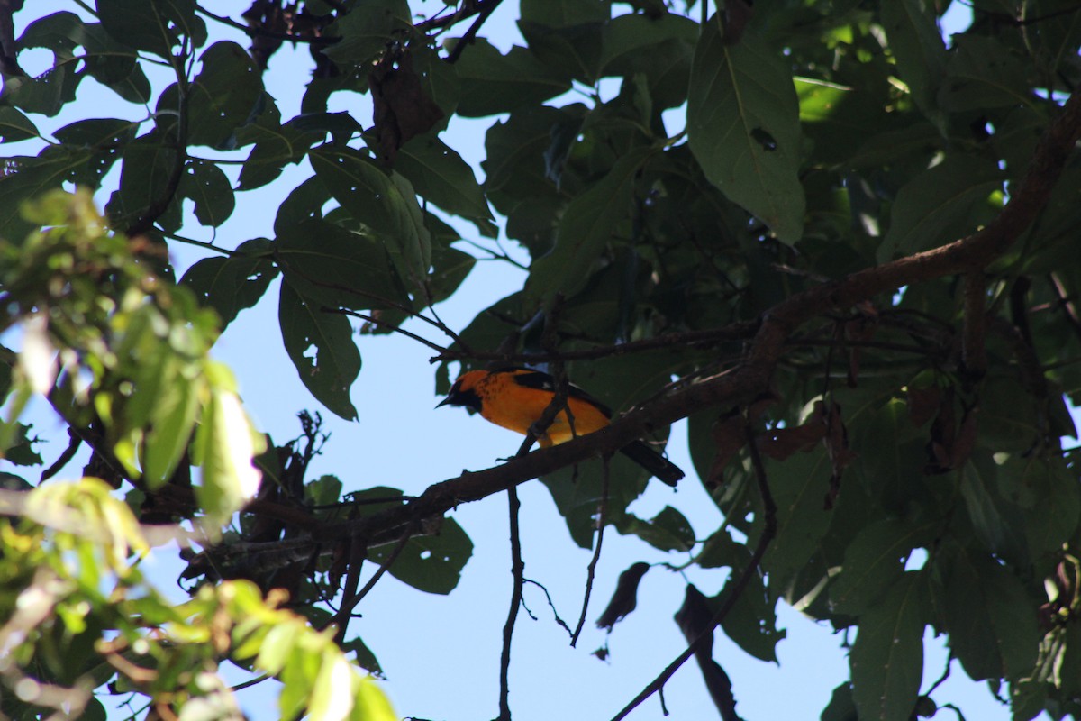 Spot-breasted Oriole - ML71488351