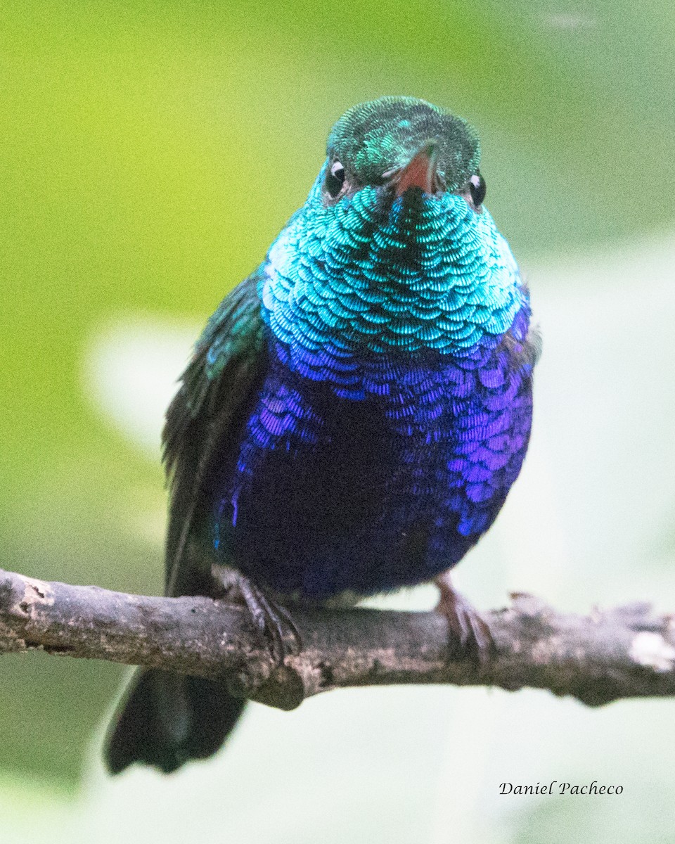 Violet-bellied Hummingbird - Daniel Pacheco Osorio