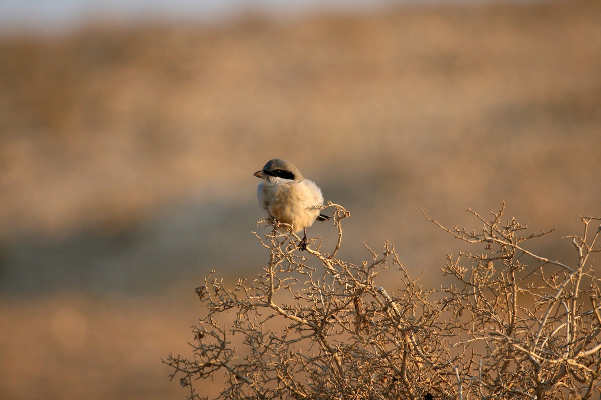 Great Gray Shrike (Sahara) - Eduardo Soler