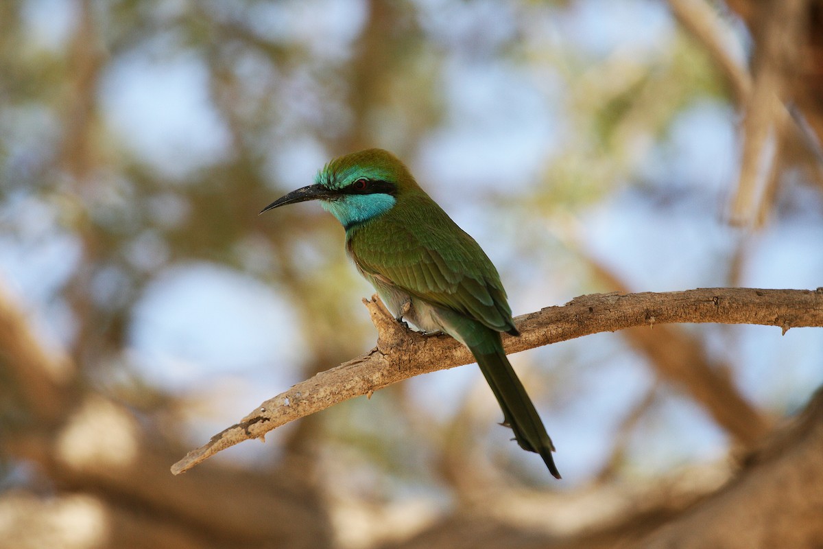 Arabian Green Bee-eater - Eduardo Soler