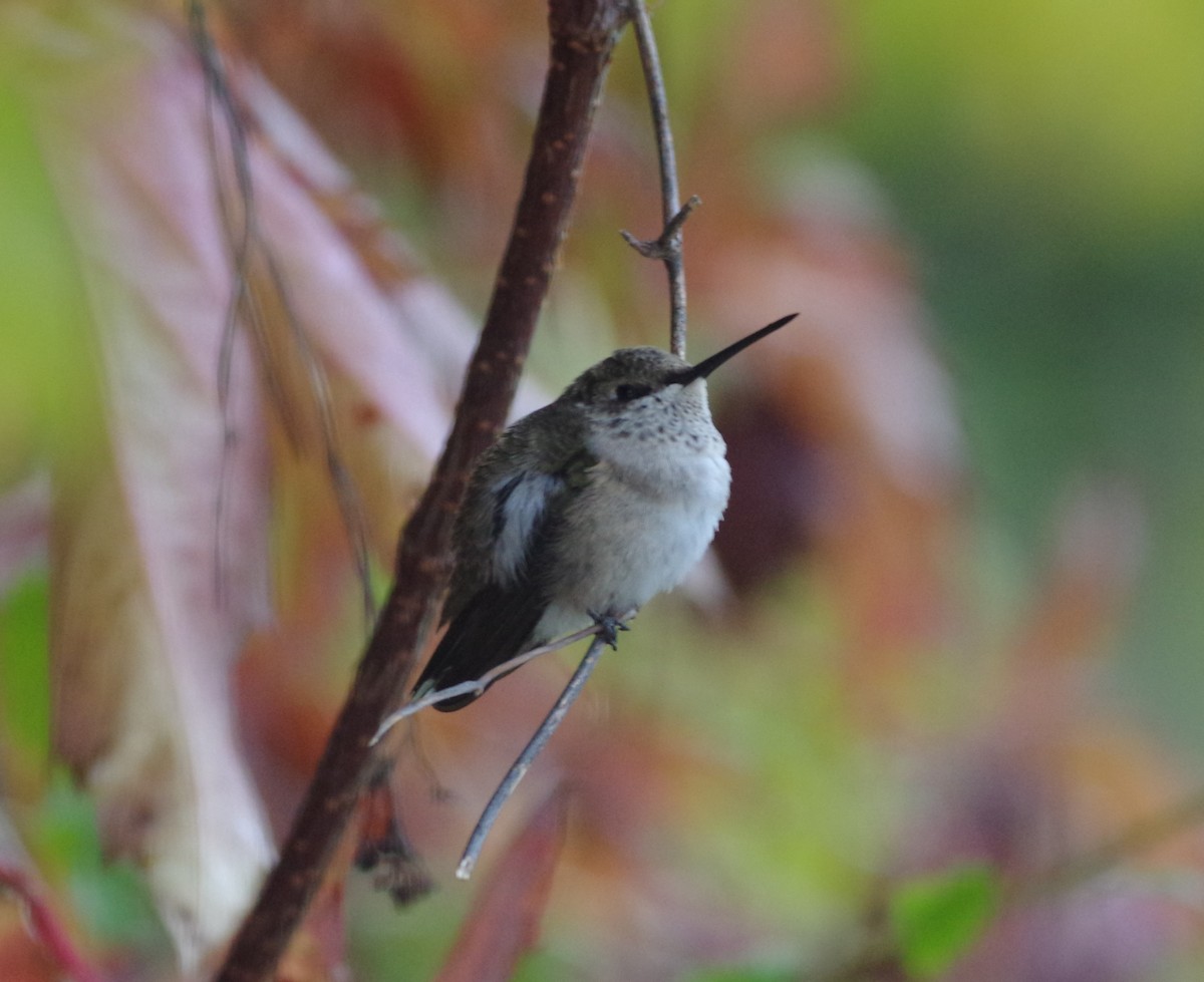 Black-chinned Hummingbird - ML71492241