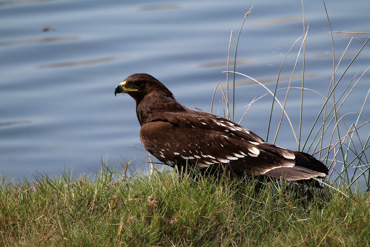 Greater Spotted Eagle - ML714941