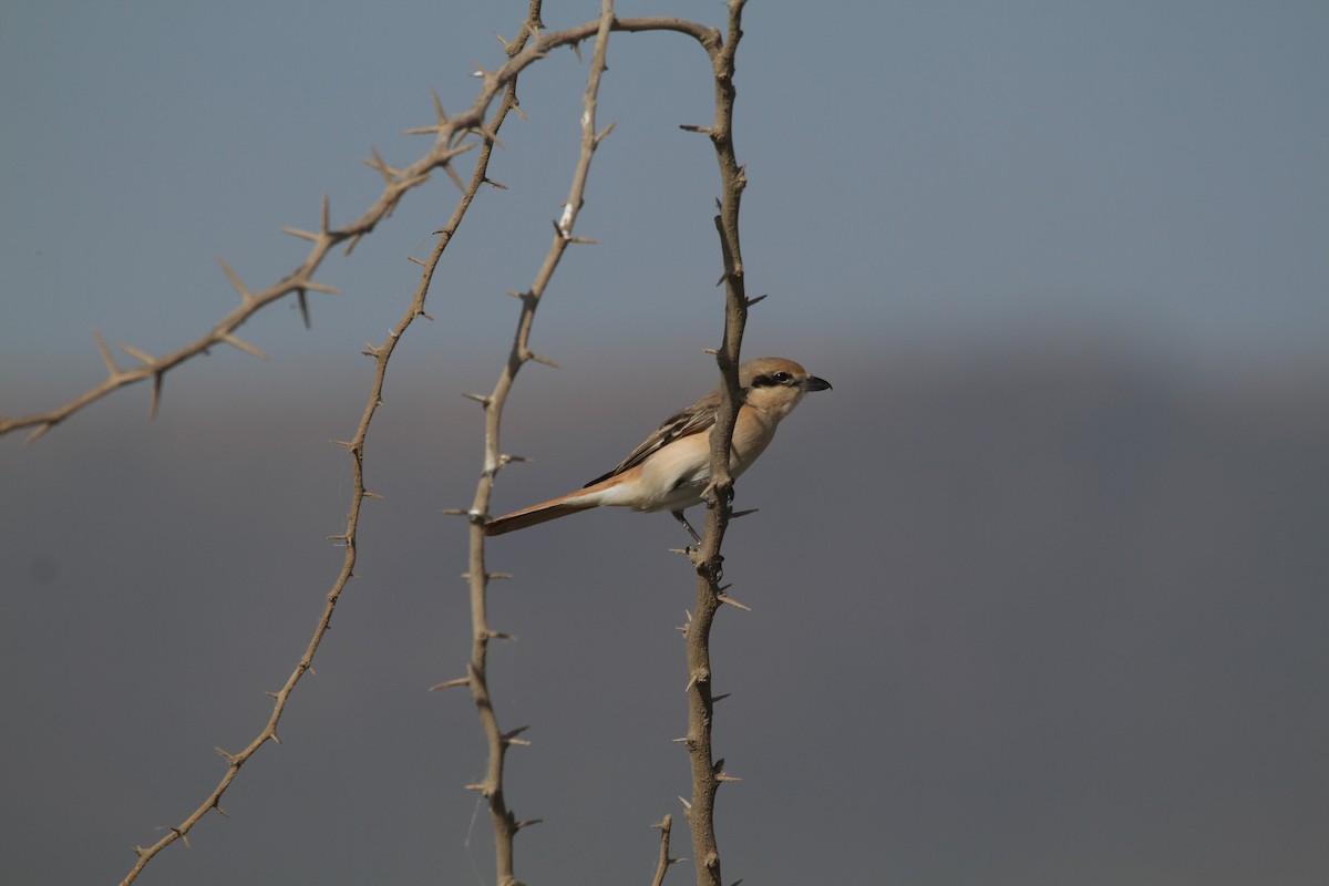 Red-tailed Shrike - Eduardo Soler