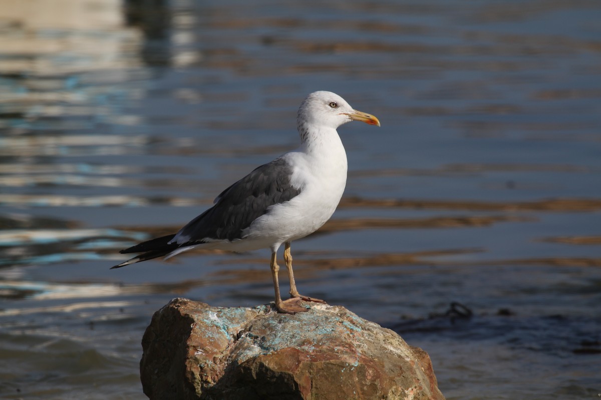 Lesser Black-backed Gull (Heuglin's) - ML714969