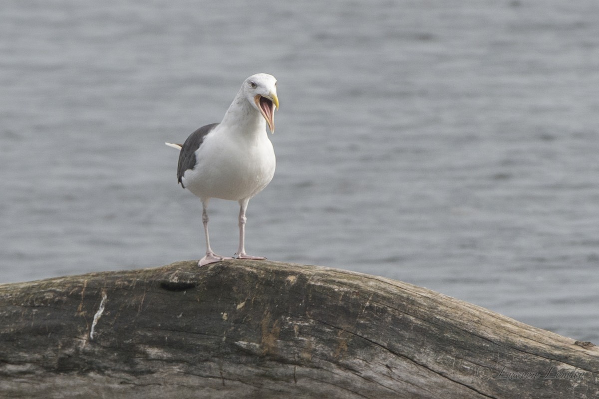 Great Black-backed Gull - Lucien Lemay