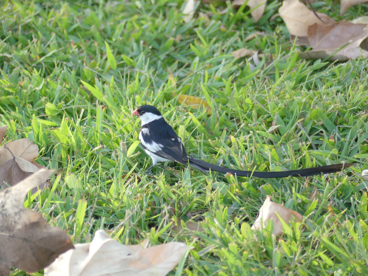 Pin-tailed Whydah - ML71498321