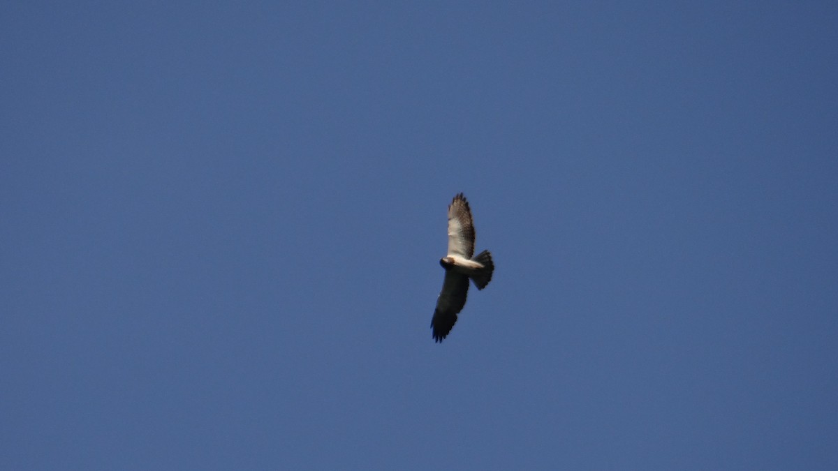 White-tailed Hawk - ML71498601
