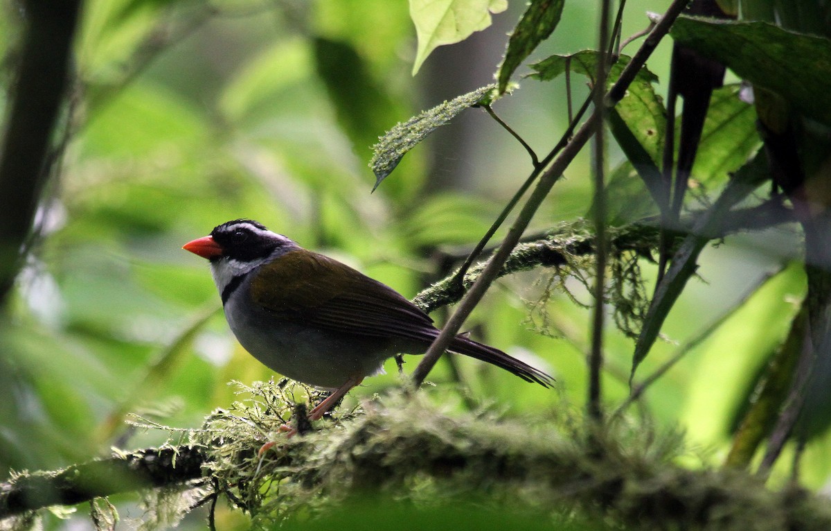 Orange-billed Sparrow (aurantiirostris Group) - Eduardo Soler