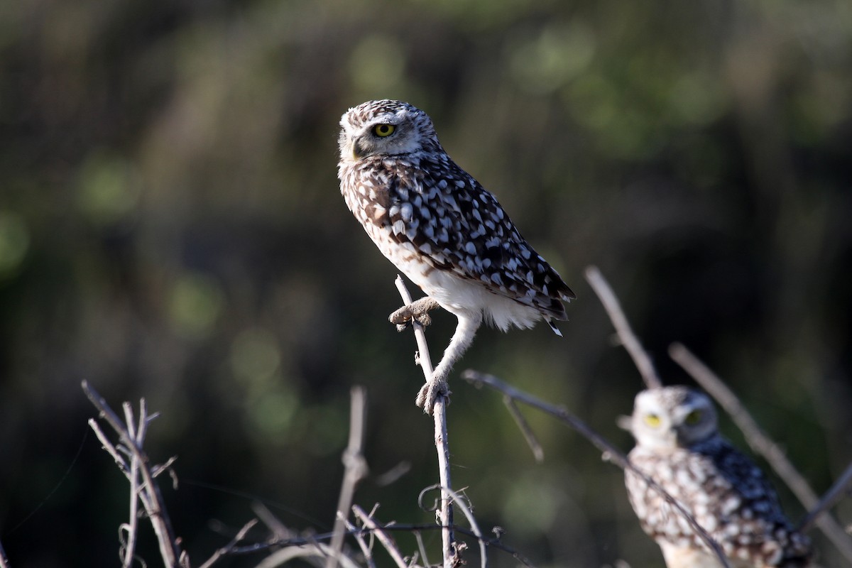 Burrowing Owl (Littoral) - Eduardo Soler