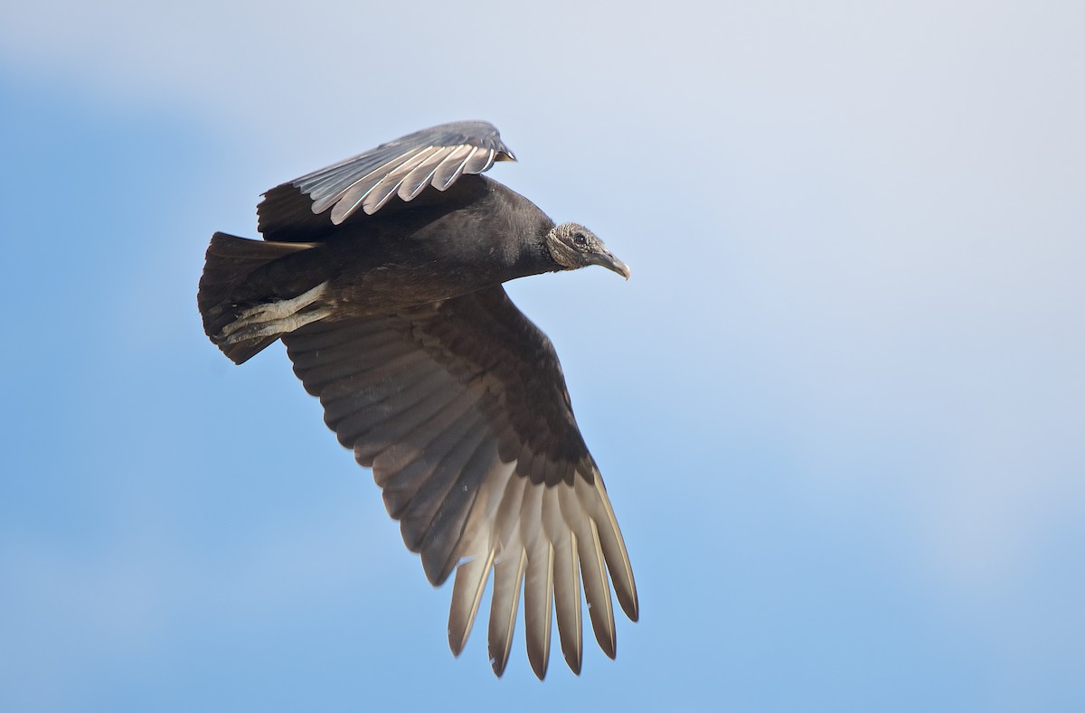 Black Vulture - Harlan Stewart