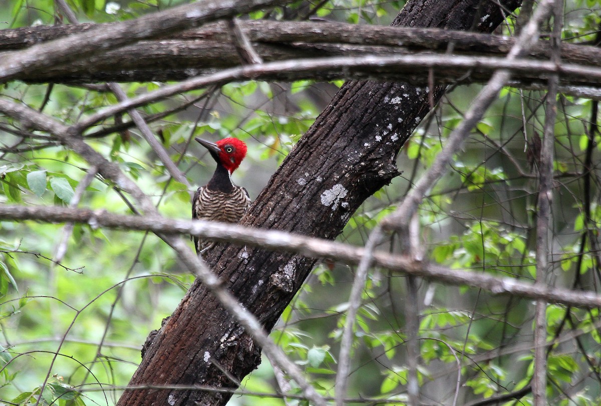 Guayaquil Woodpecker - Eduardo Soler