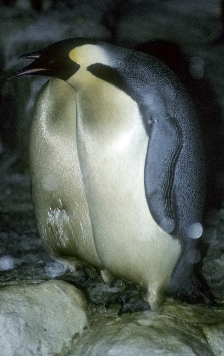 Emperor Penguin - Josep del Hoyo