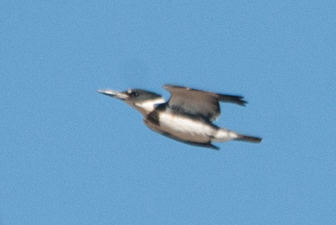 Belted Kingfisher - ML71502431