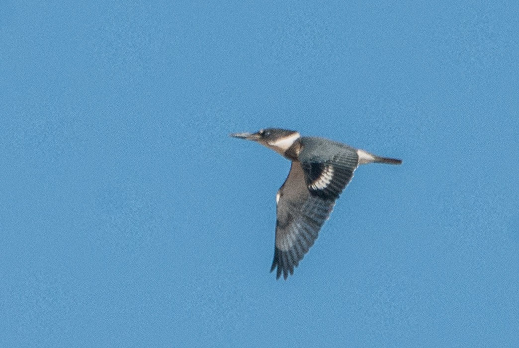 Belted Kingfisher - ML71502441