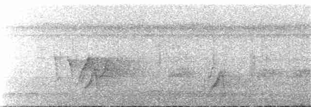 Spot-tailed Antwren - ML71509311