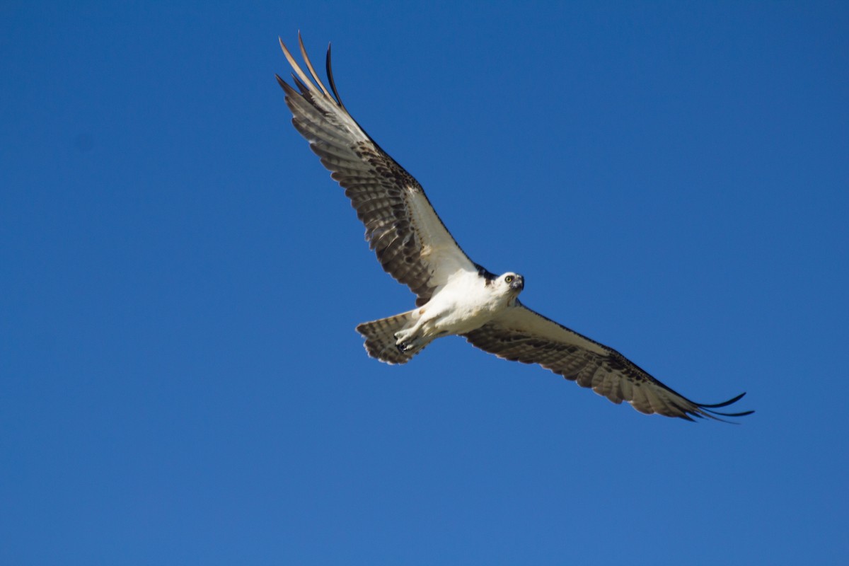 Águila Pescadora (ridgwayi) - ML71511291