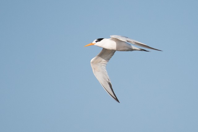 Elegant Tern