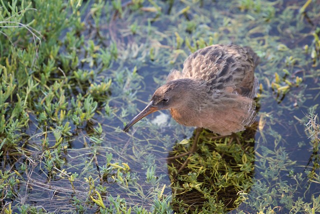 Ridgway's Rail