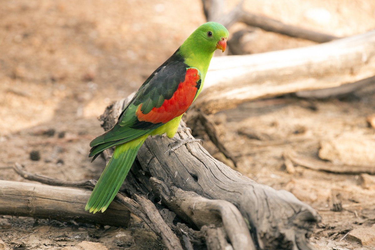 Red-winged Parrot - David King