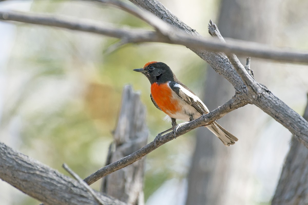 Red-capped Robin - ML71512361