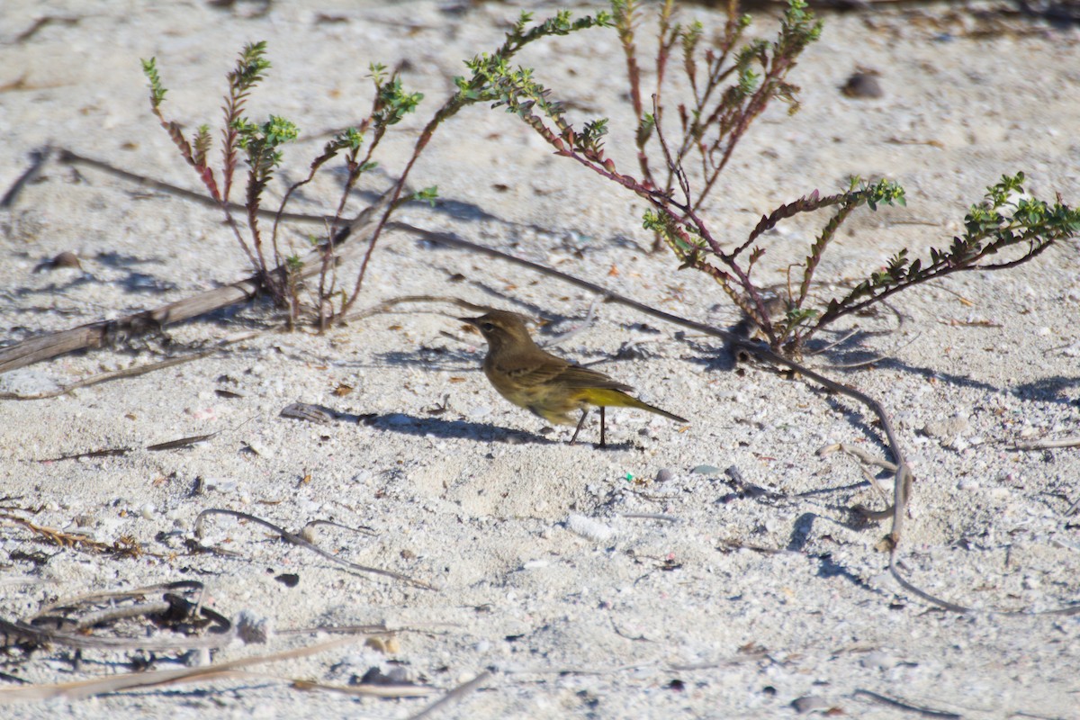 Palm Warbler - Francis Canto Jr