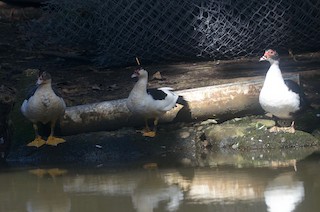 Muscovy Duck (Domestic type), ML71513661