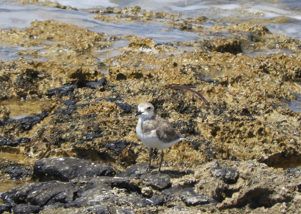 Greater Sand-Plover - Christian Rixen