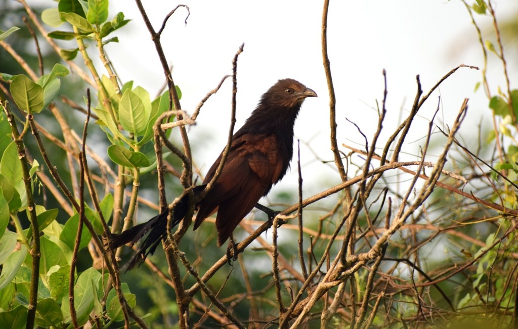 Greater Coucal - Anand Vachhani