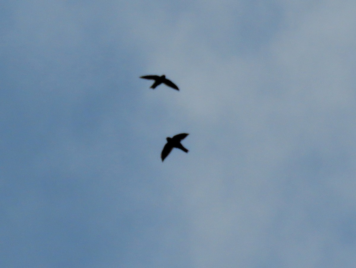 Indian Swiftlet - ML71517031